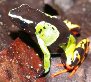 poison frog